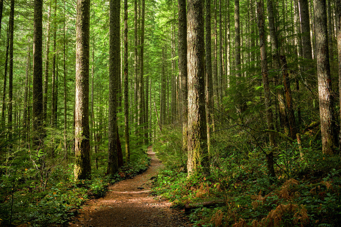 Culturally Sensitive Therapy: A Guide for First Nations Families